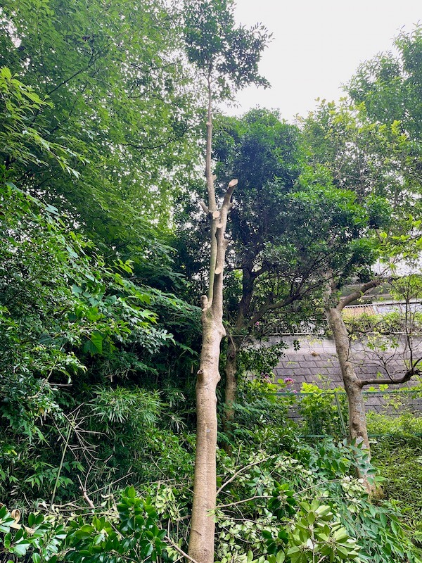 庭の木のをノコギリで自分で伐採 4